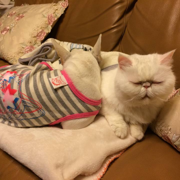 A82a2477 5a2e 453b a0ea 6fb130789828