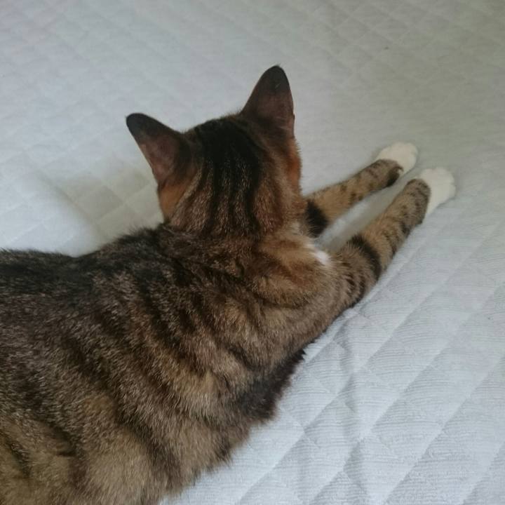 A82e0a29 6375 404a 9b7c 930542b78482