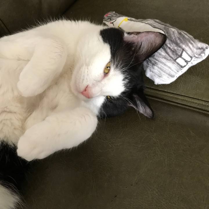 A82e35fb 3c96 44f8 8f22 627fb163b806