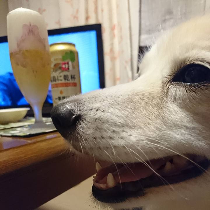 A8302fc1 c604 416b 8480 88f335887555