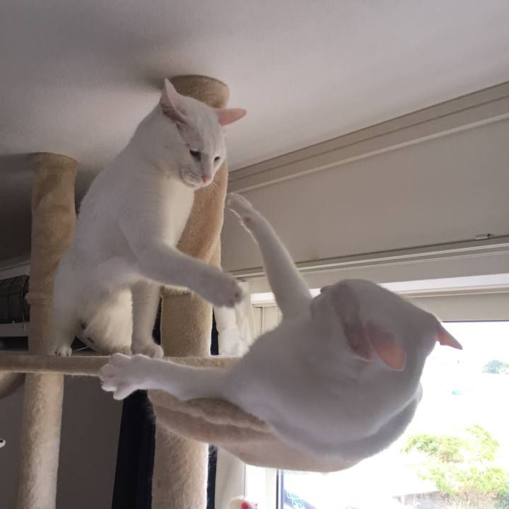 A831ed40 b938 4331 b7ce 0cf24fbfd886