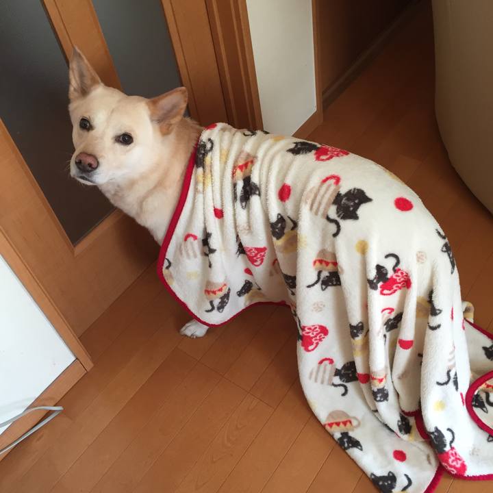 A833196a 1cf8 4720 9333 d4f77f171463