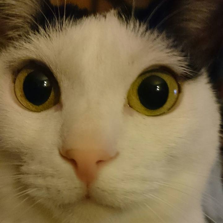 A8331f65 8dfc 41db 90d0 11aaa38565fa