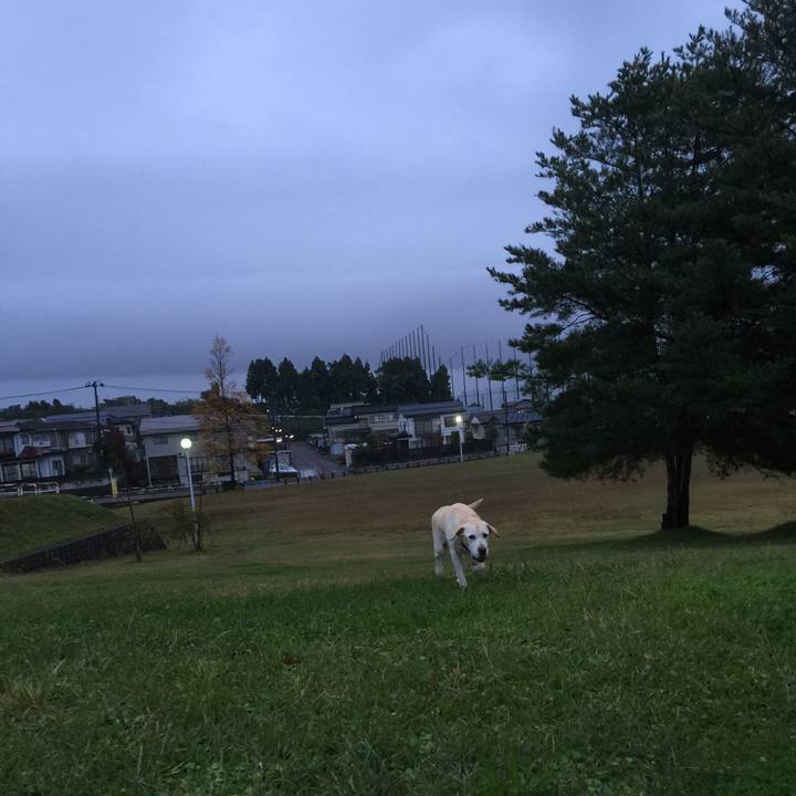 A8333d16 663b 4e75 893b b7f6211fe486