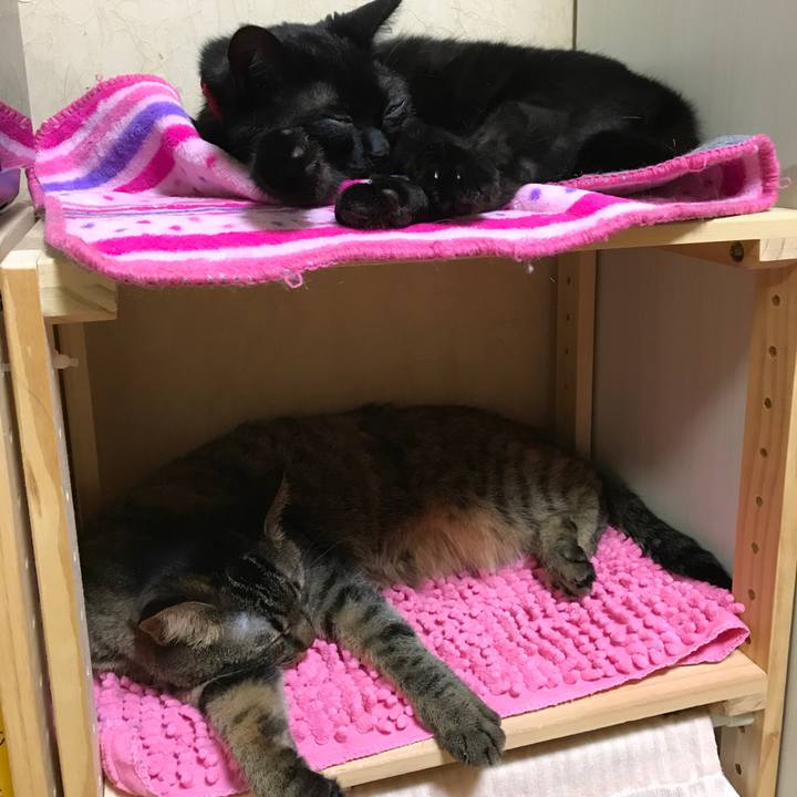 A833de7a ceff 41f9 887e 81d6b5de89ec