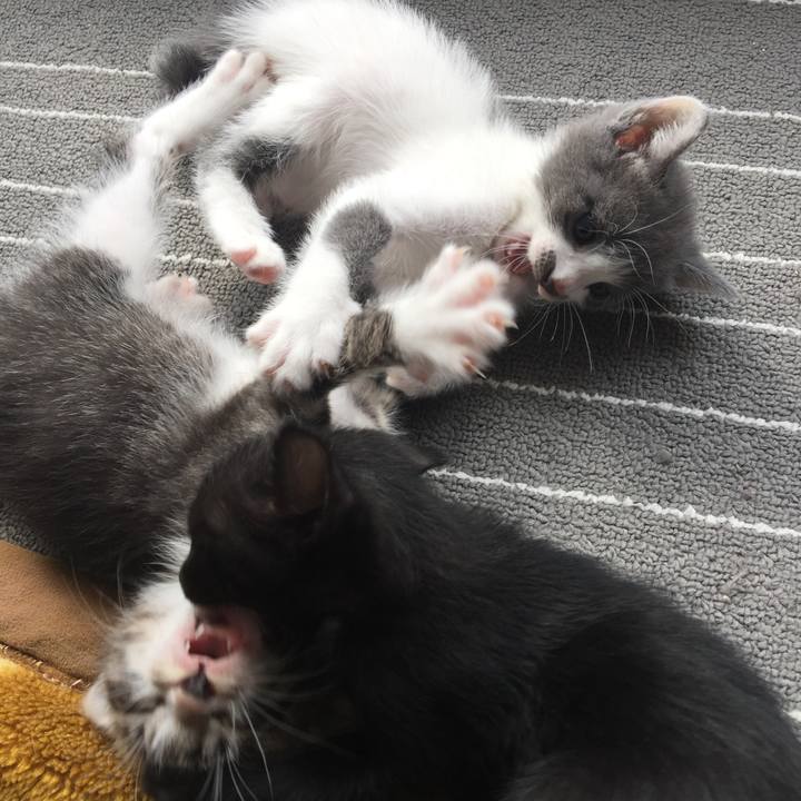 A83c5f16 bbf0 4431 8513 067cff4fdab8