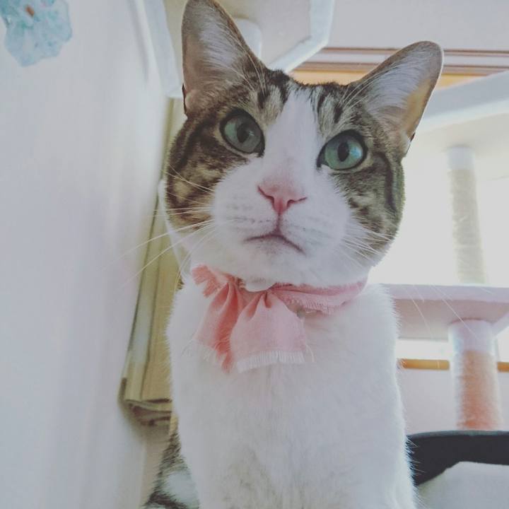 A8421c9c 3070 4870 9b85 0eae7c09853e