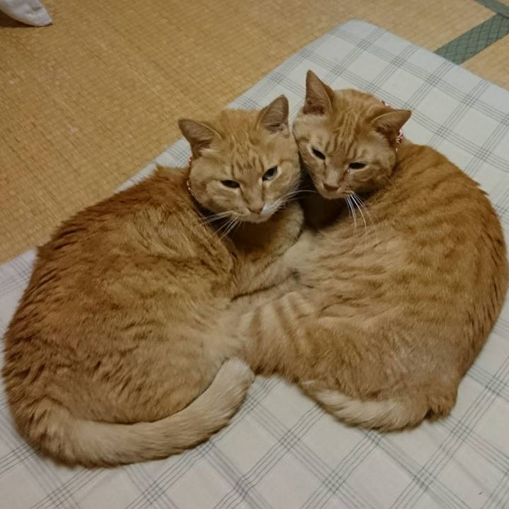 A84e3804 d881 43f1 8604 40716e6a6572