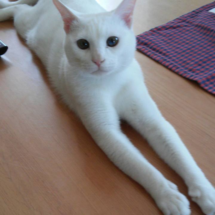 A856324a 09c1 4a5a bd99 9240975d5ca8