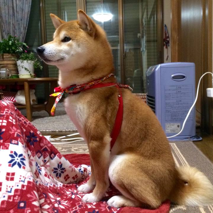 A8588014 6f08 4637 b608 f126ead9dc71