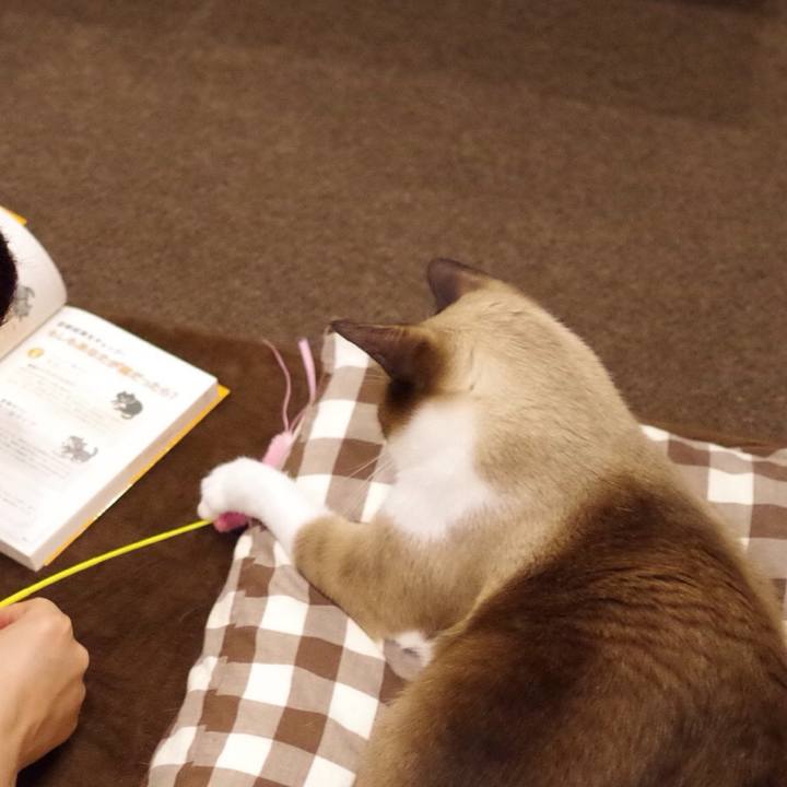 A85931d5 6131 4d06 8b37 f2f9e479c6ca