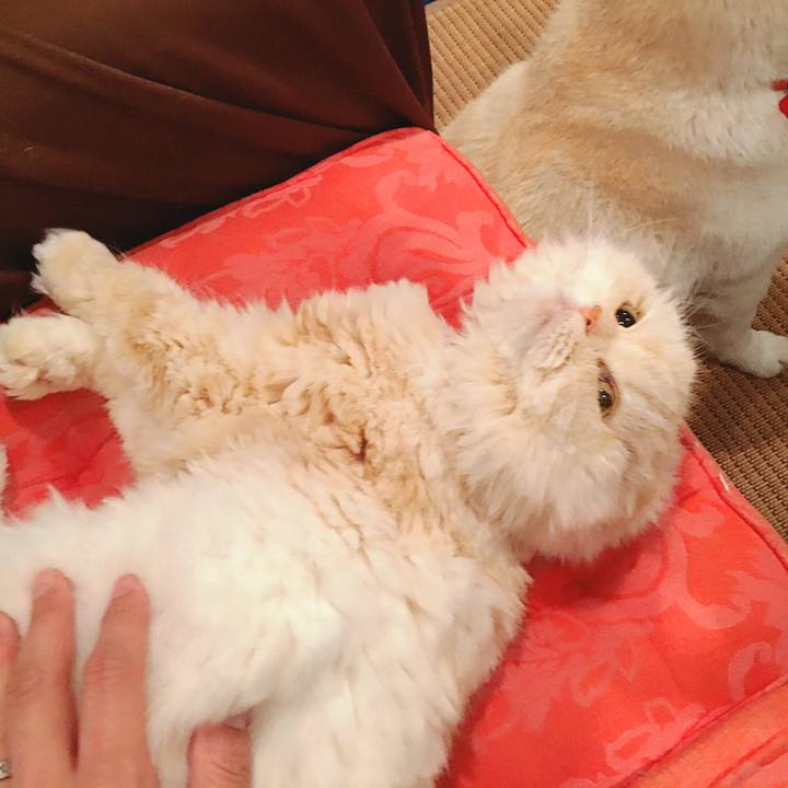 A85e7a7b 98bf 4e1a b66d f2c2978e3752