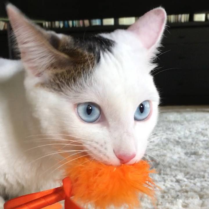 A8767570 d998 4b07 9016 a1a867adabb6