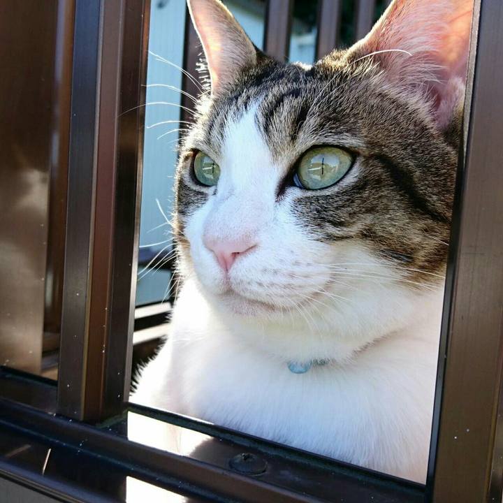 A87c879c 51c1 401e a34f 4403d615cc8c