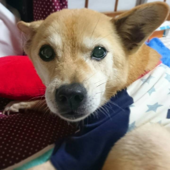 A88a52a9 ce50 4b25 87bc 7022ee26a7f5