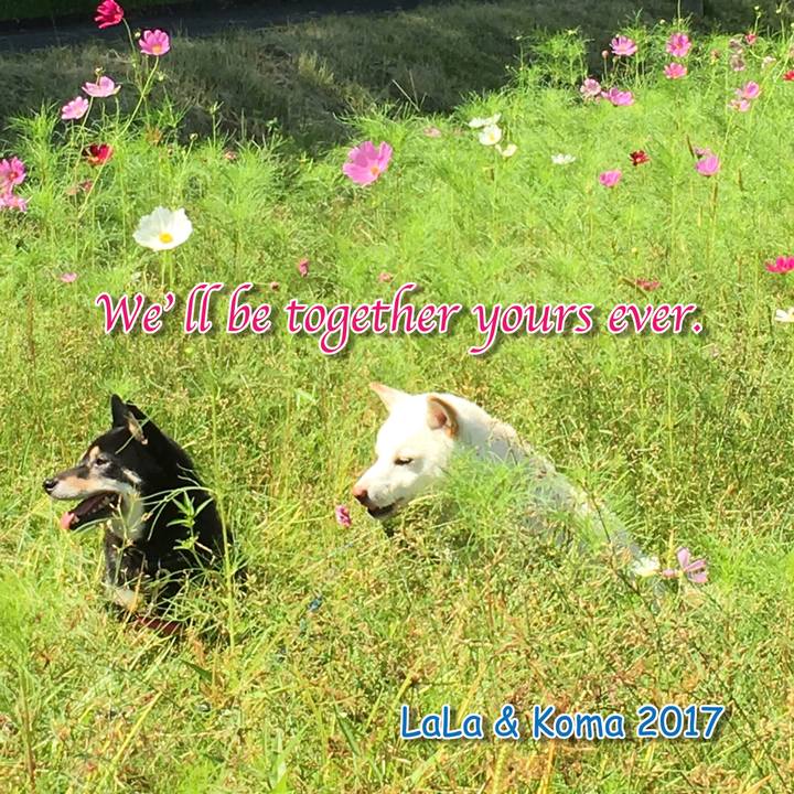 A88c2999 eaa1 471b bdd6 e5c86fe7da16