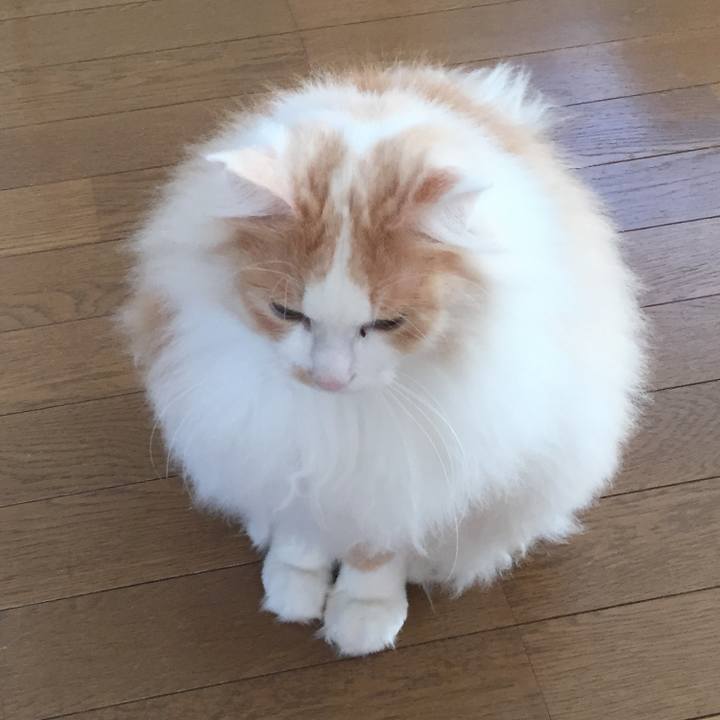 A88cb842 a98a 4233 aeea c0a208c910fe