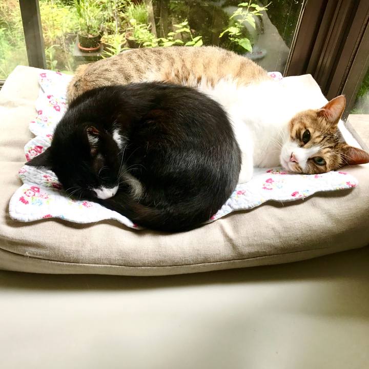 A890aa3a da36 49aa 9ada d5643295fc8a