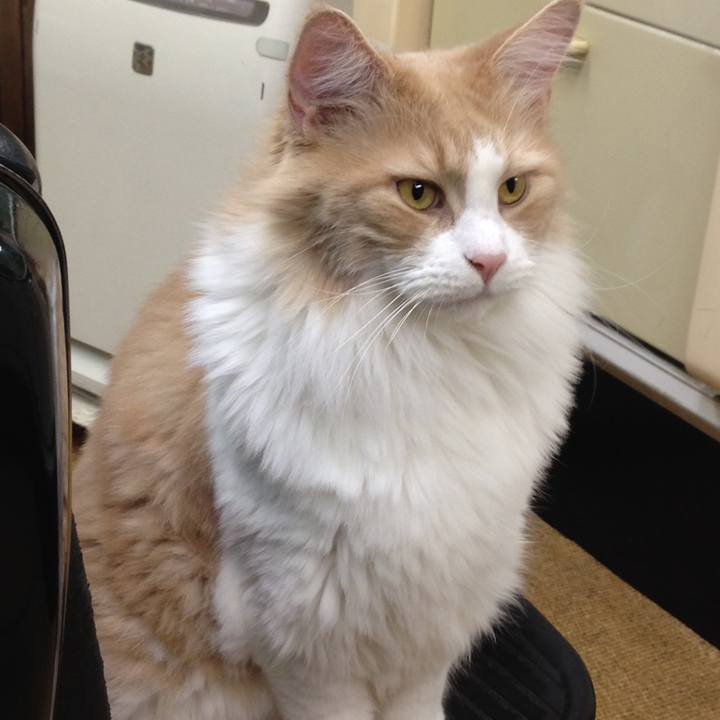 A8913f28 e984 4caf ba59 e896e67121ca