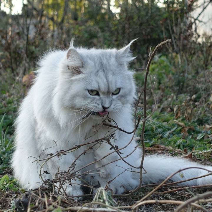 A89aa432 ac7a 4ee4 9c9c 526b990f6244