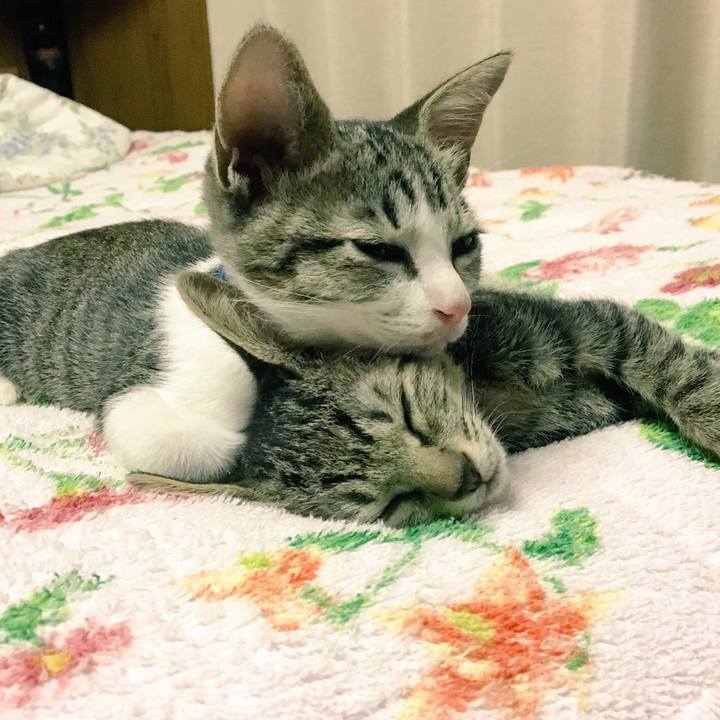 A8a829f2 c0e8 41b4 8336 34ab2384aa51