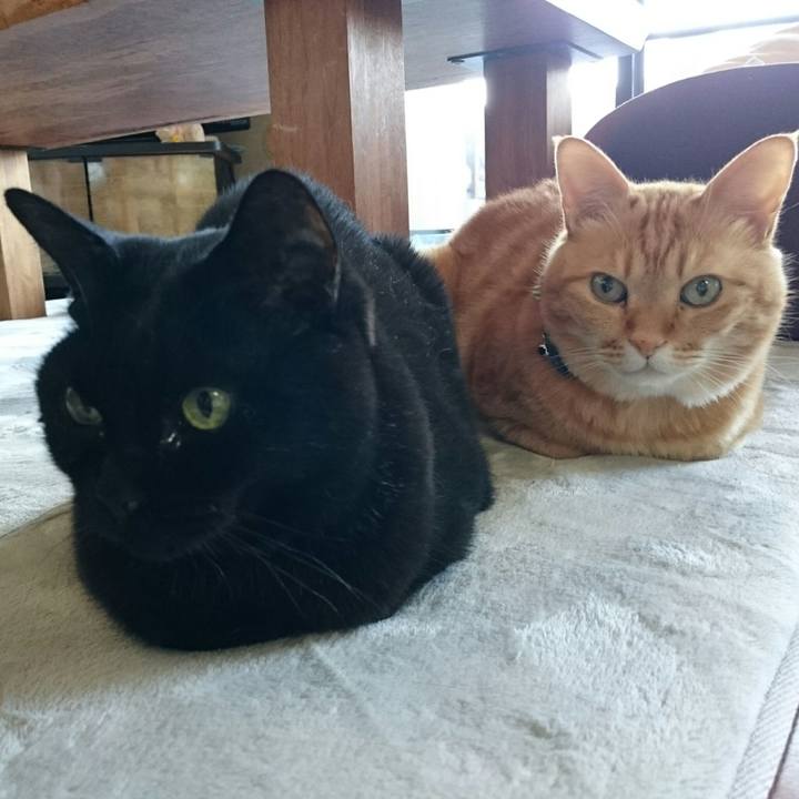 A8ac69d9 4143 4431 b735 b436117567ac