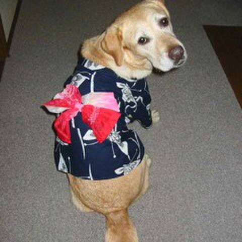 A8b083aa 9adf 4eb4 8ce6 eb33f05305b7