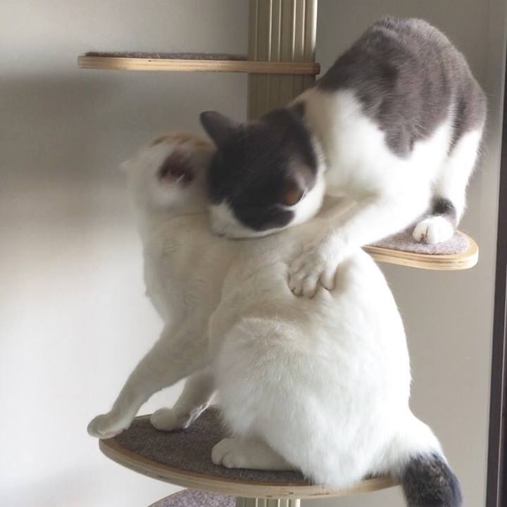 A8c24151 1b21 434a adfe 61cc430772af