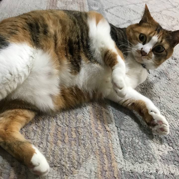 A8c2fff3 de58 4e28 ae4b 24220473beca