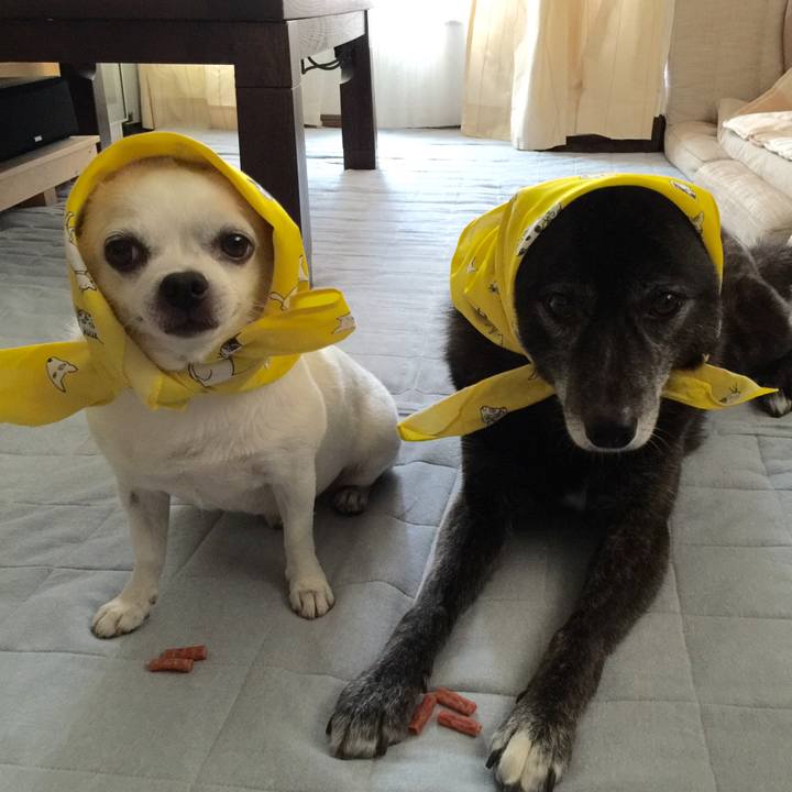 A8c353bf f411 43ca ae71 c2f725d0c582