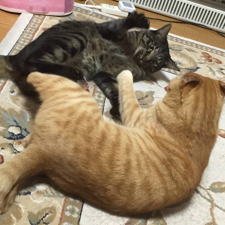 A8c51c5b 2a3a 4b65 a216 5567c36c04b4