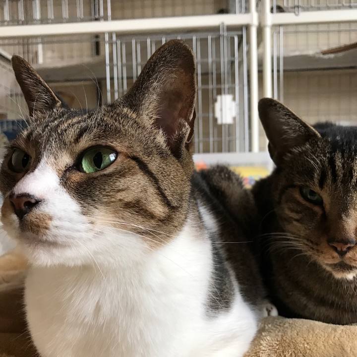 A8cc6b71 b9f0 4f1f 8809 e11eeb2d453d