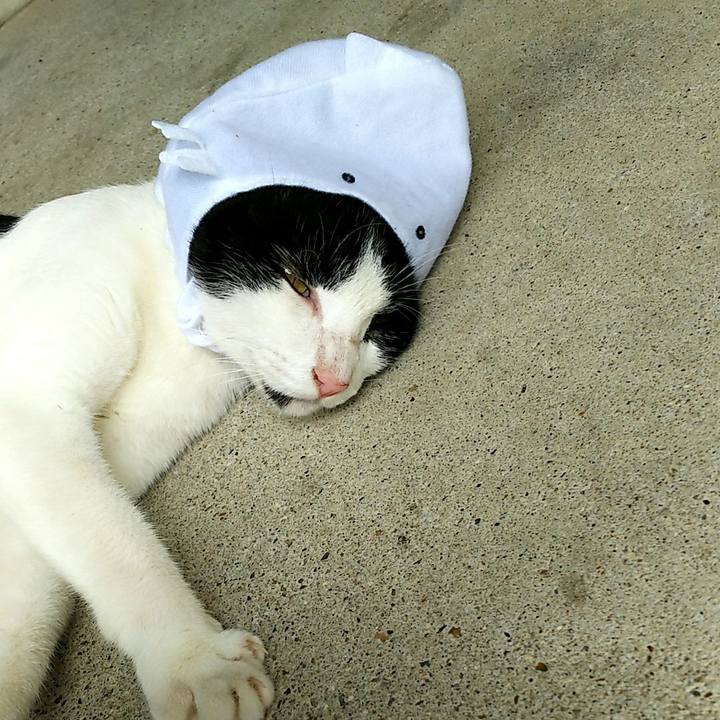 A8d38088 de2c 4d35 809f 60a7b46375a6