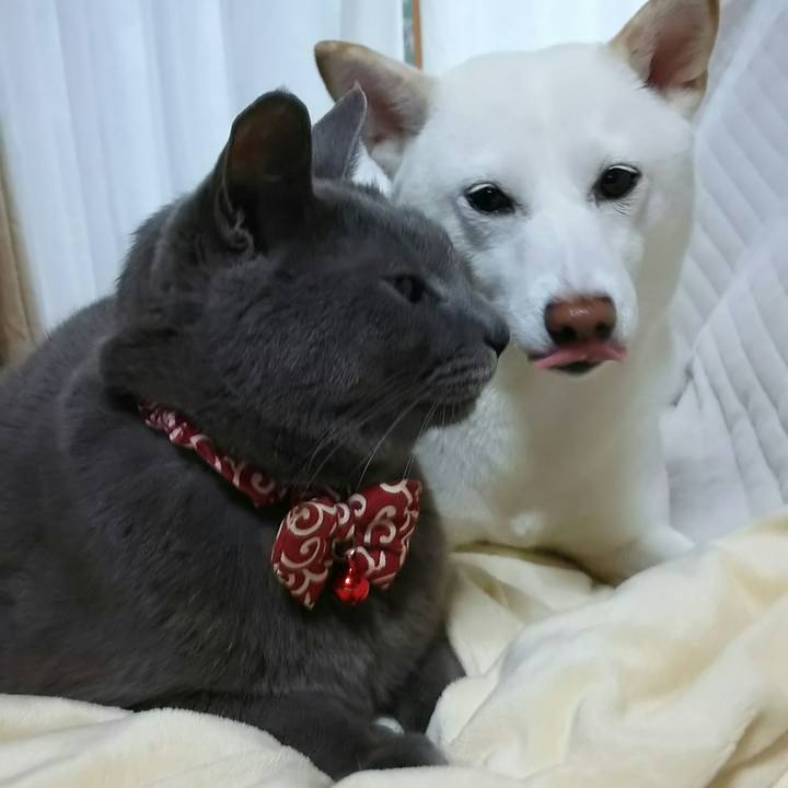 A8d4f3d8 86e4 4064 8a42 f69242ff8b86