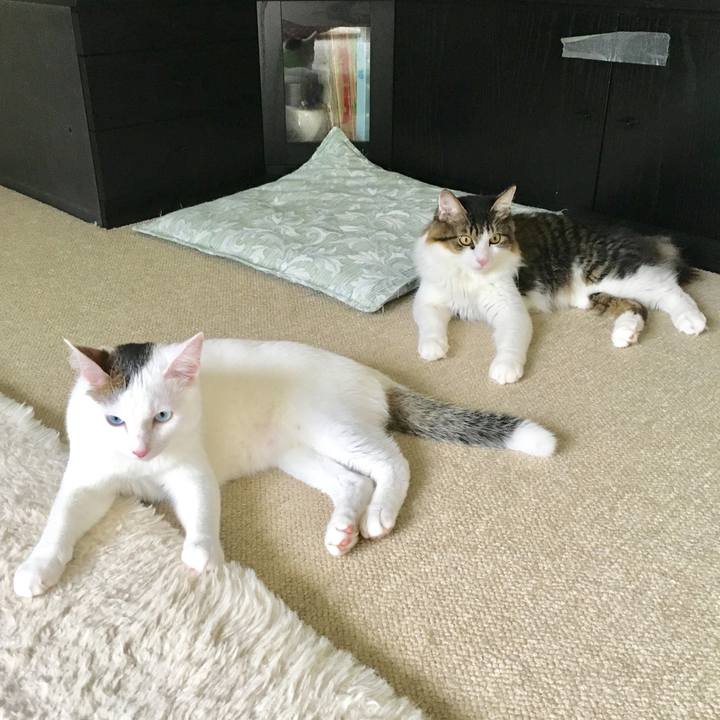 A8ebb63f fd9e 4f15 a9c5 ae3be110e327