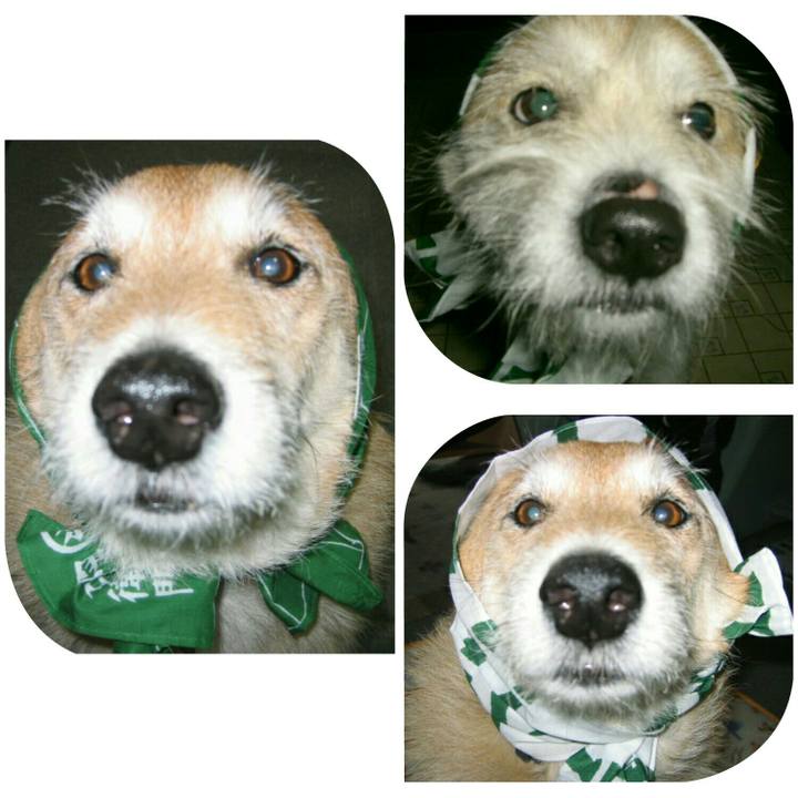 A8f051d5 9419 46d8 a7c9 416beaae493b