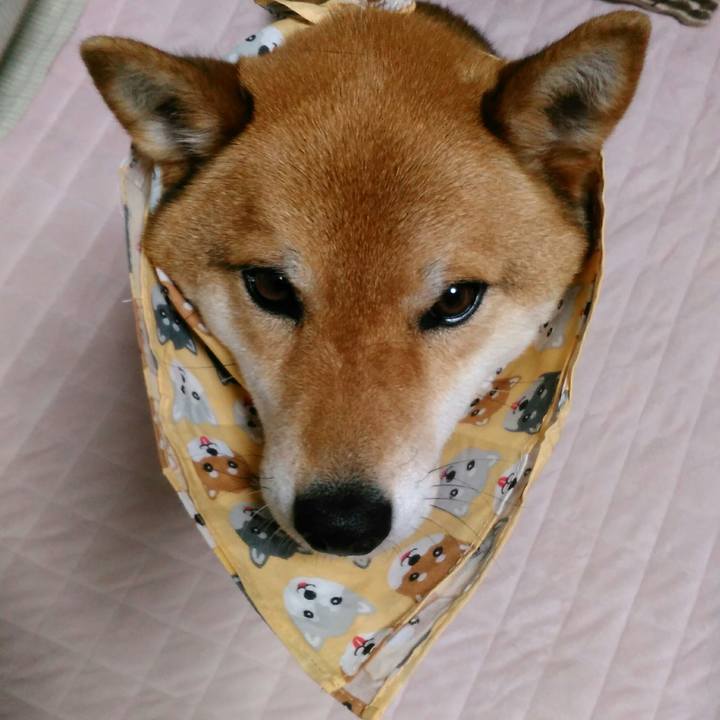 A8f4766b 7431 4205 b645 de1cff9338ac