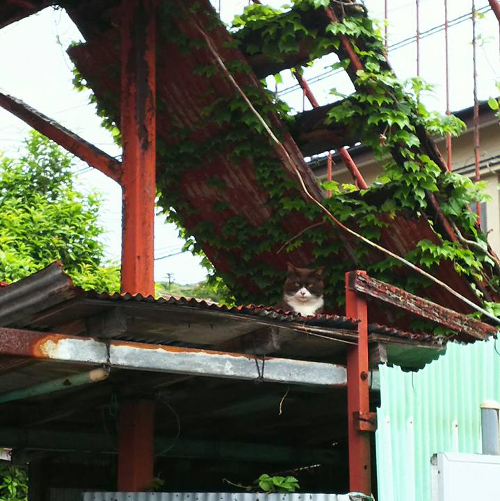 A8f918c0 8126 495c b809 baaa4235ffb7