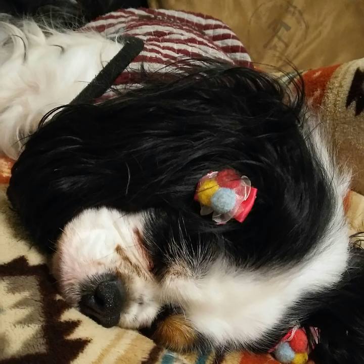 A8fcb815 c06b 4f56 bdff a459db361dd5