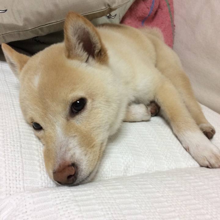 A8ff148c c1ea 44e4 afba 5e350c630e39