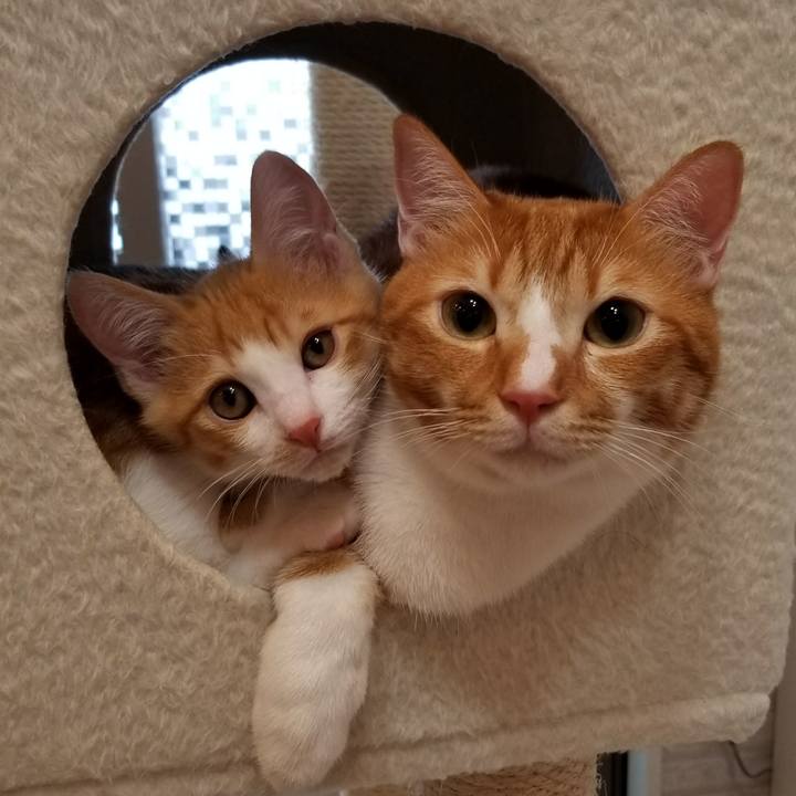 A9084c26 1609 4085 a4eb 592521182010