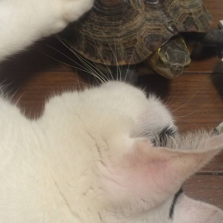 A909399e cf44 43b3 9101 5eac9ab87f7d