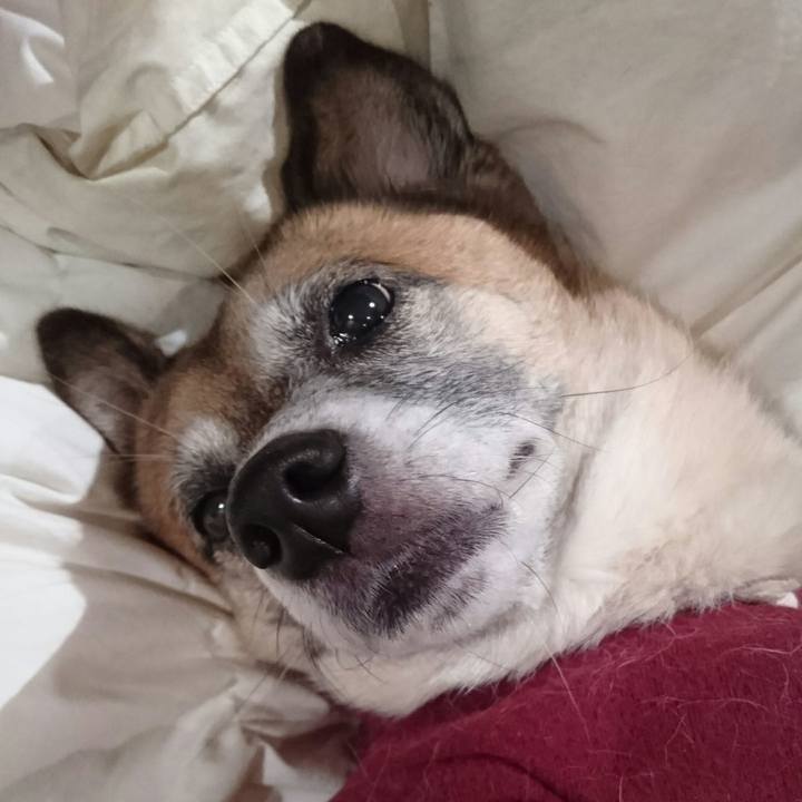 A90c3bf7 21e7 4b5a 98f2 cc645569598b