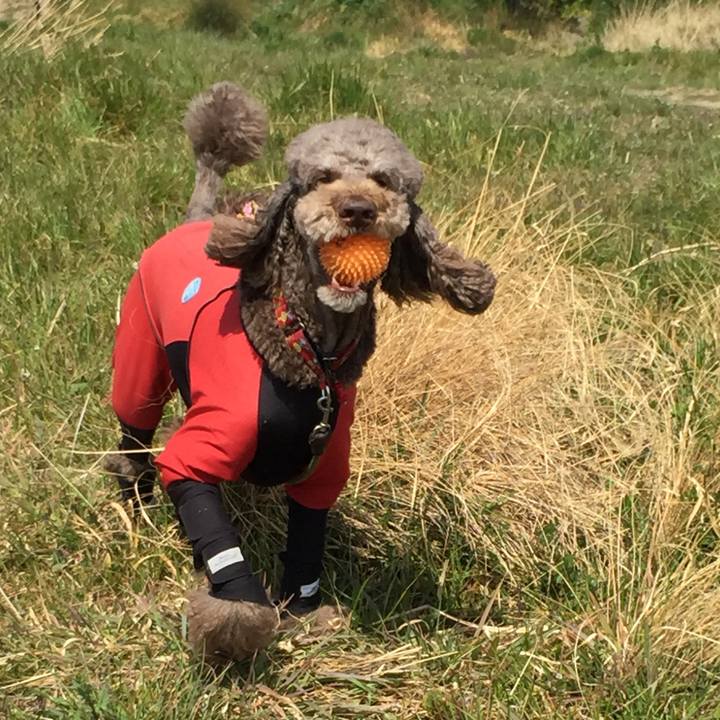 A90d2e7f e4b4 4a18 9b60 17c14ca6aba7