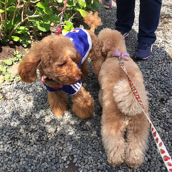 A90dc132 1515 413f 9549 0298e34a9b43