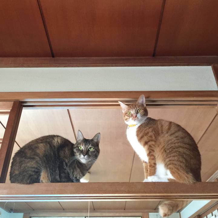 A90f480b 8500 4381 8f76 170001d4034a