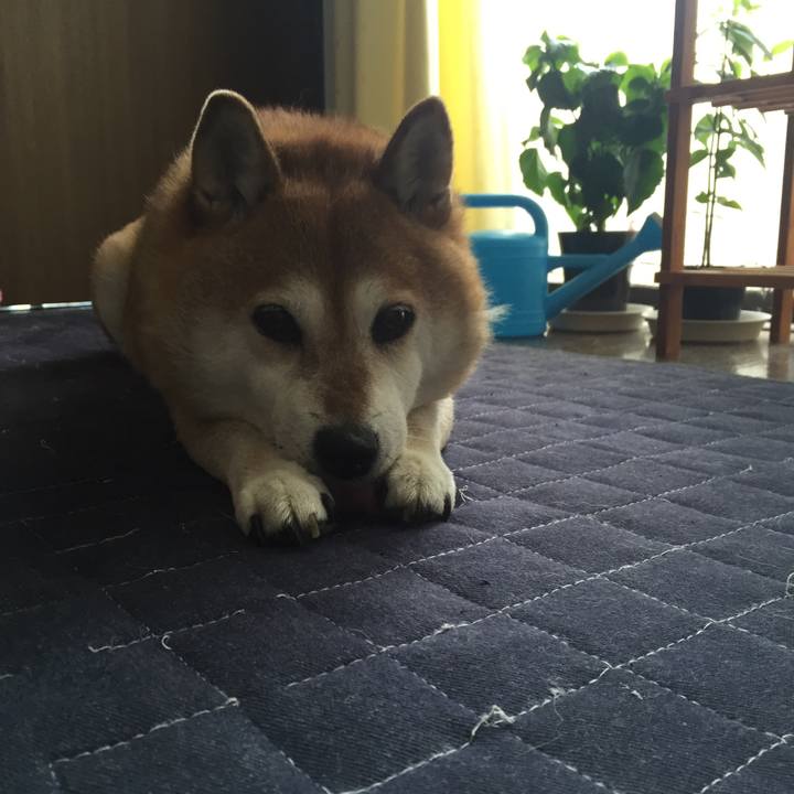 A910fba9 7a62 4a70 ba65 0f29e8b63dcc