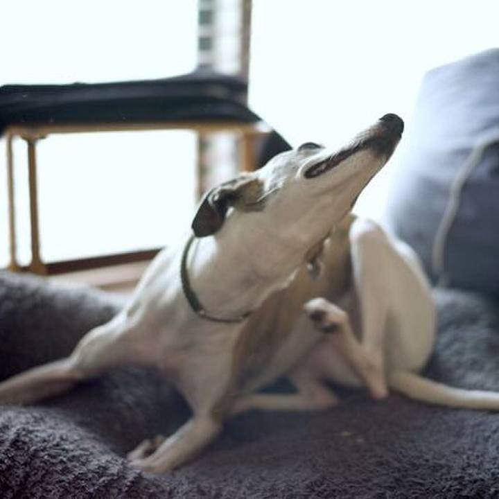 A9110e89 65f8 4cb6 82ad bac81568d41a