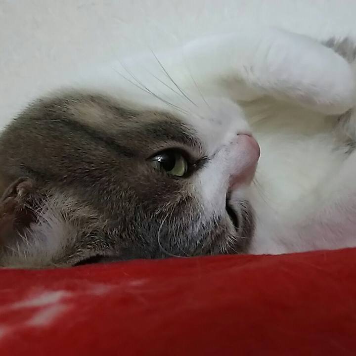 A91349fc 6602 4b6c b35e 1c3ff9fa8004