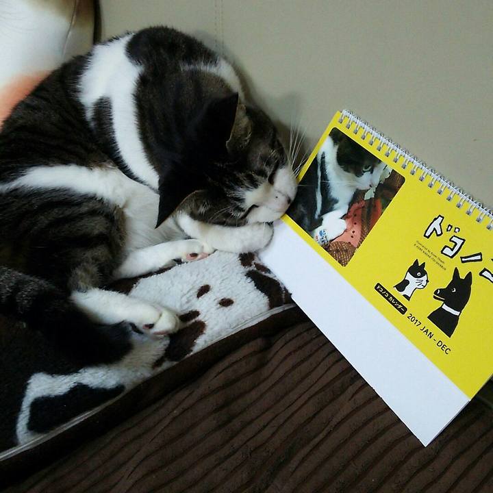 A9156a7d ea15 4d9c 83c2 f435d5aec9e0